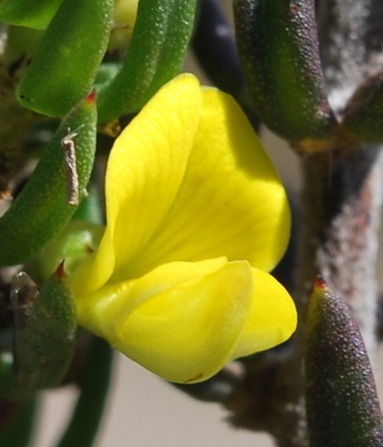 Image of Aspalathus mundiana by (c) Charles Stirton, some rights reserved (CC BY-SA)