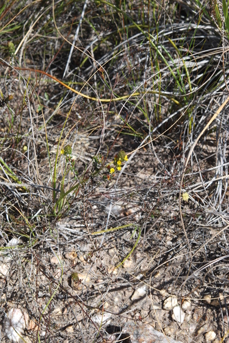 Image of Aspalathus mundiana by (c) Charles Stirton, some rights reserved (CC BY-SA)