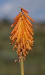Kniphofia triangularis