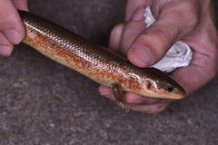 Plestiodon chinensis