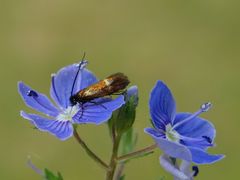 Cauchas fibulella