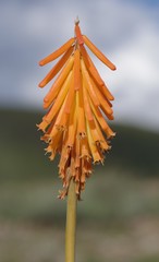 Kniphofia triangularis