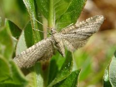 Eupithecia plumbeolata