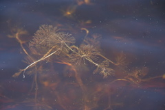 Ranunculus confervoides