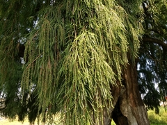 Taxodium mucronatum