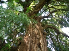 Taxodium mucronatum