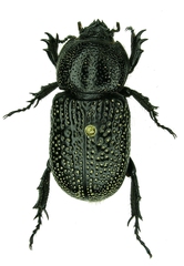 Phileurus