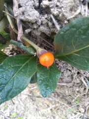 Mandragora autumnalis