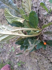 Mandragora autumnalis