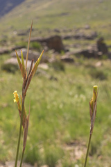 Bobartia rufa