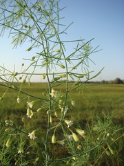 Asparagus pallasii