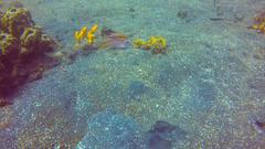 Parupeneus heptacantha