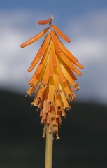 Kniphofia triangularis