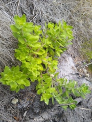 Pseudoselago peninsulae