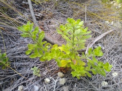 Pseudoselago peninsulae