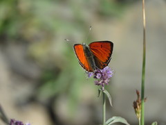 Lycaena candens
