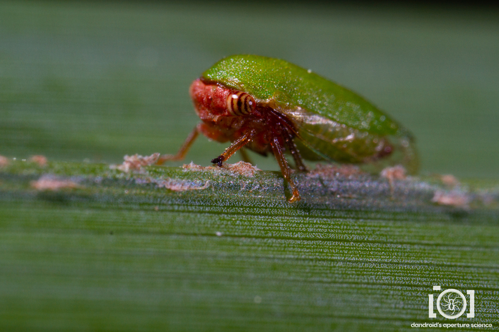 Idioderma virescens