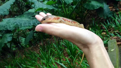 Plestiodon chinensis