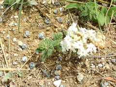 Glandularia platensis