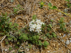 Glandularia platensis