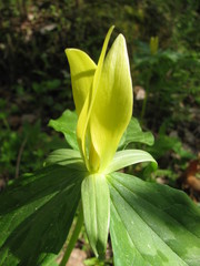 Trillium luteum
