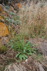 Crucihimalaya bursifolia