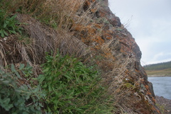 Crucihimalaya bursifolia