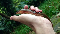 Plestiodon chinensis