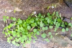 Wimmerella pygmaea