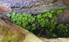 Wimmerella pygmaea