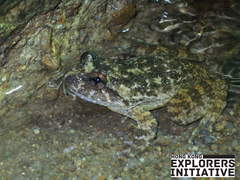 Quasipaa exilispinosa