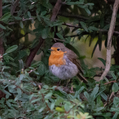 Erithacus rubecula