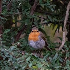 Erithacus rubecula