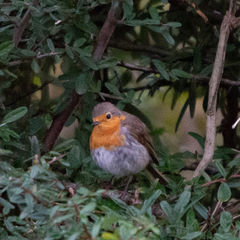 Erithacus rubecula