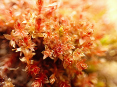 Ptychostomum pallens