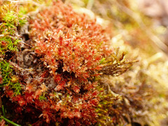 Ptychostomum pallens