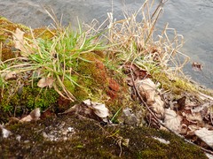 Ptychostomum pallens