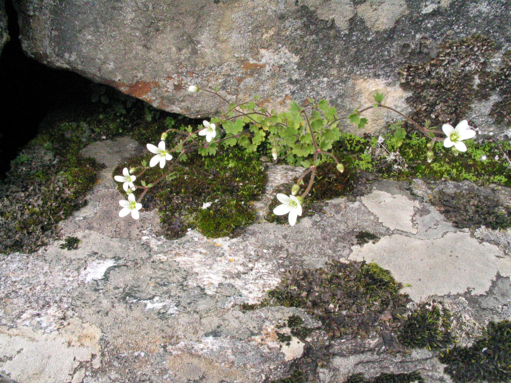Bubil-Bearing Saxifrage