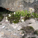 Bubil-Bearing Saxifrage - Photo (c) T. Abe Lloyd, some rights reserved (CC BY-NC), uploaded by T. Abe Lloyd