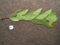 Wikstroemia