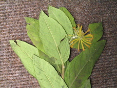 Wikstroemia