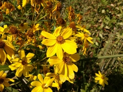 Bidens laevis