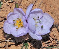 Colchicum triphyllum