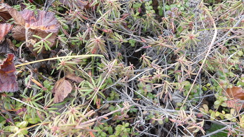 Rhododendron tomentosum observed 2019-08-29
