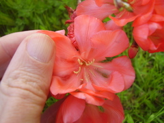Tritonia squalida