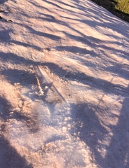 Chlamydomonas nivalis