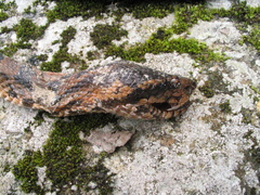 Ovophis monticola