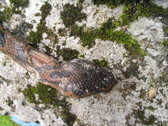 Ovophis monticola