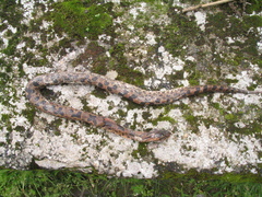 Ovophis monticola