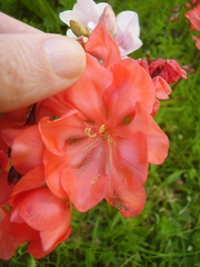 Tritonia squalida
